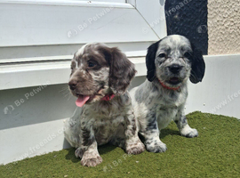 Cocker spaniel puppies for sale