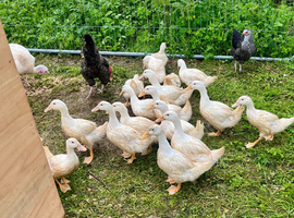 Cherry valley ducks