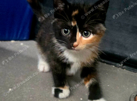 Beautiful kittens