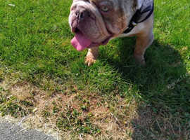 Beautiful tri merle British bull dog stud