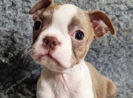 Stunning kc lilac Boston Terrier Puppy