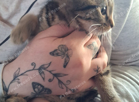 Tabby cat kittens