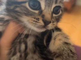 4 kittens for adoption