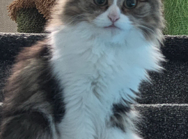 Beautiful mixed tabby cat for re homing