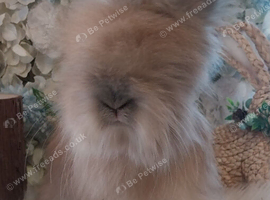2 beautiful Angora Babies Ready now