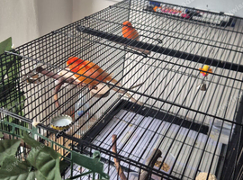 2 red canaries for sale with half bag fees