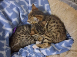 Stunning Bengal cross kittens last 1