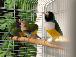 Gouldian finches
