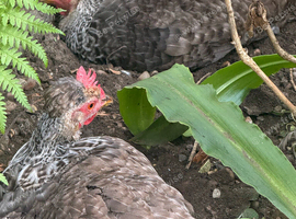 Cream legbar hens