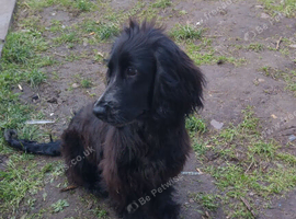 Lola