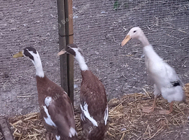 3 runner duck females
