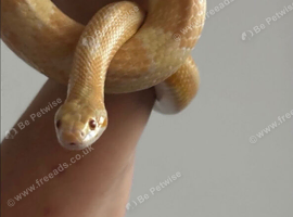 Two beautiful snakes for sale