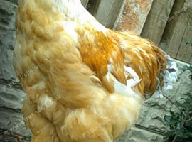 Handsome Lemon Pyle Brahma roosters