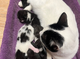 3 Beautiful kittens ready in 4 weeks