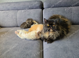 Beautiful Persian Kittens