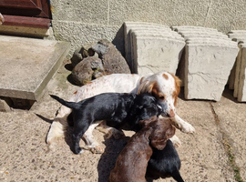 Cocker pup Molly still available