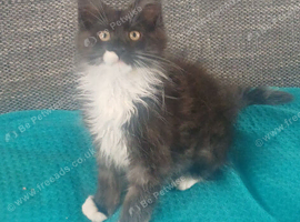 Beautiful maine coon for sale
