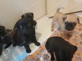 Beautiful Pug XPuggle Puppies