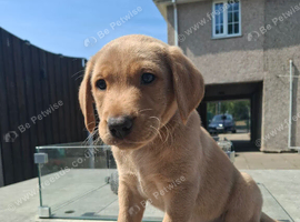 Labrador boy puppy