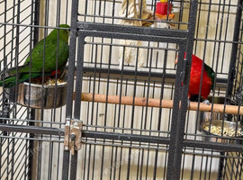 Australian King-Parrot