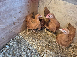 SOLD New Hampshire Red Bantams 1 male 3 Females