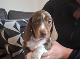 Minature dachshound