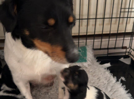 Jack Russell puppies