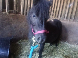 Reg. Miniature Shetland mare, 5yrs,