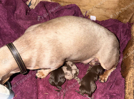 Beautiful miniature dachshund pups