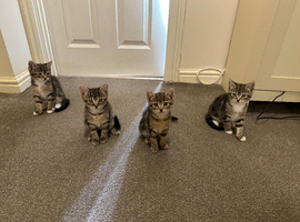 4 tabby kittens available