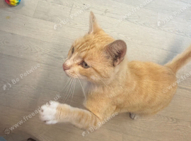 Ginger cat