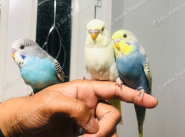 Beautiful Baby Budgies for sale.