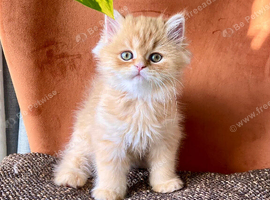 Adorable Persian exotic boy kittens