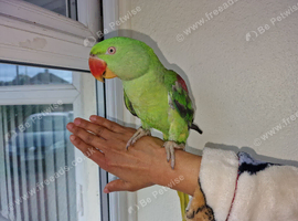 Super Tamed Alexanderian baby parrot