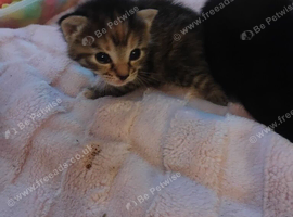 Kittens