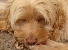 Cockapoo female