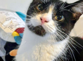 Sasha is ready for a loving forever home