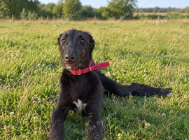 Wolfhound cross lurcher