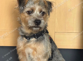 12 months old border terrier x Yorkshire terrier boy