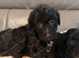 Miniature borderdoodles