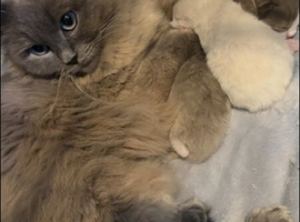 Full pedigree registered tica mink/sepia babies