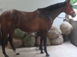 15.3 4 yr old TB gelding
