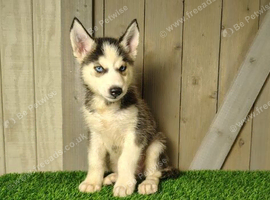 Siberian Husky