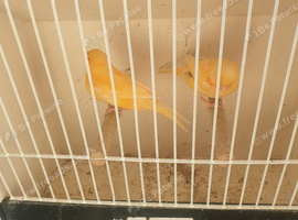 Red factor canaries