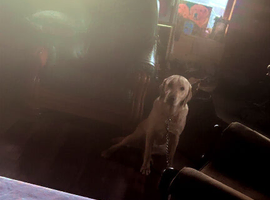 Two labs one golden one black beautiful dogs ready to go