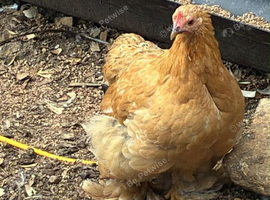 Pekin bantam hen