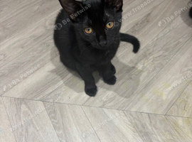 Female needing a new home