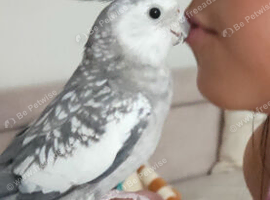 Handsome male Cockatiel parrot