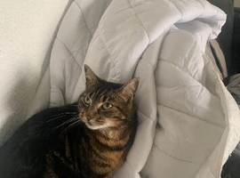 3 year old female tabby neutered