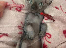 Pure Canadian Sphynx
